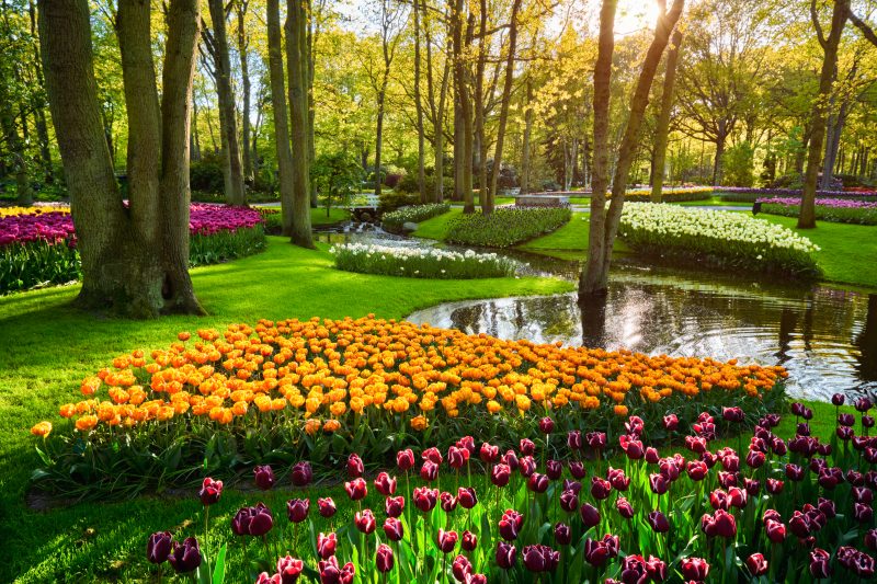 bigstock-Keukenhof-flower-garden-with-b-273512215-800×533